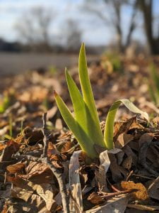 Iris shoots in sunshine and no snow